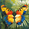 A&C Tropical Butterfly, Adjustable Ring Turquoise/Silver