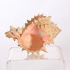 Harp Shell 3 inch long