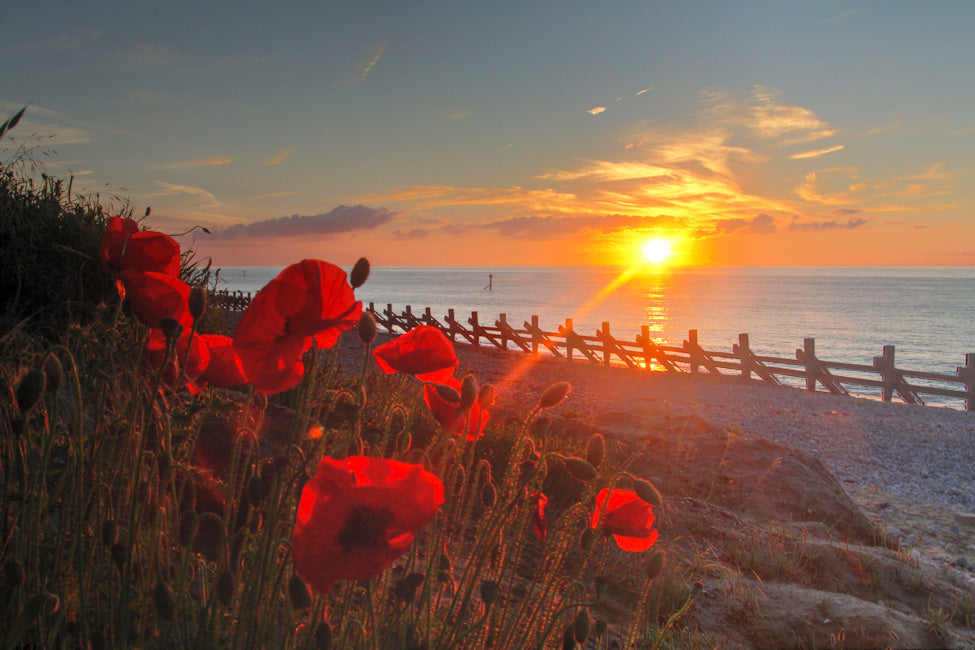 Poppies at Sunset