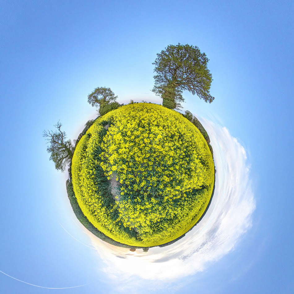 Oil Seed Rape at Letheringsett, Norfolk.