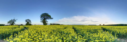 Oil Seed Rape at Letheringsett, Norfolk.