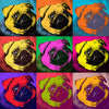 Dogs Pop Art, Pug.