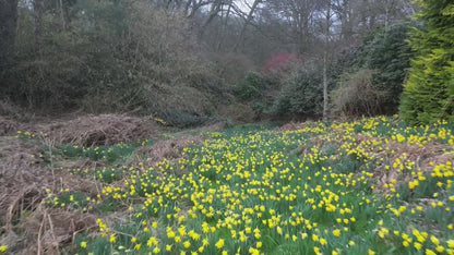 A Group of Guinea Pigs mug
