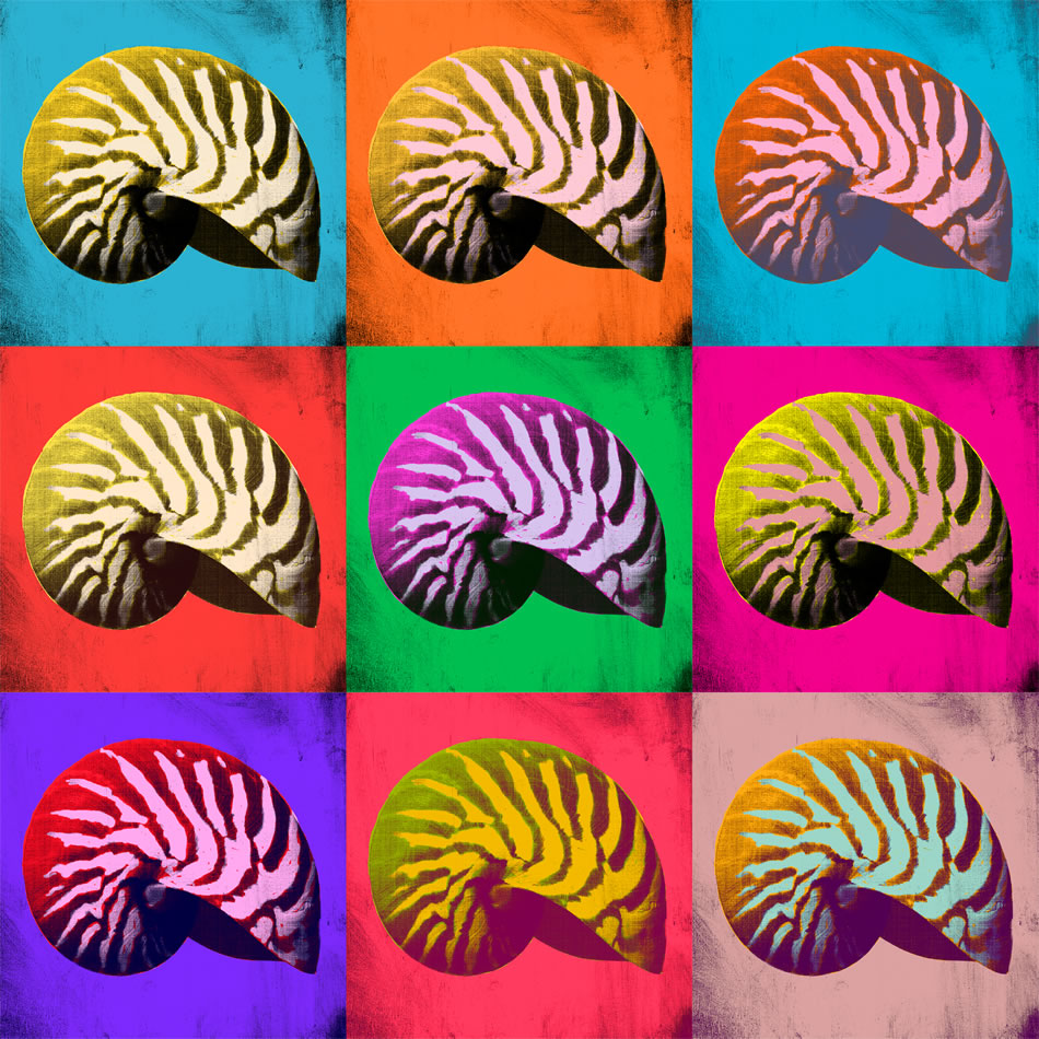 Seashell Pop Art, Nautilus.