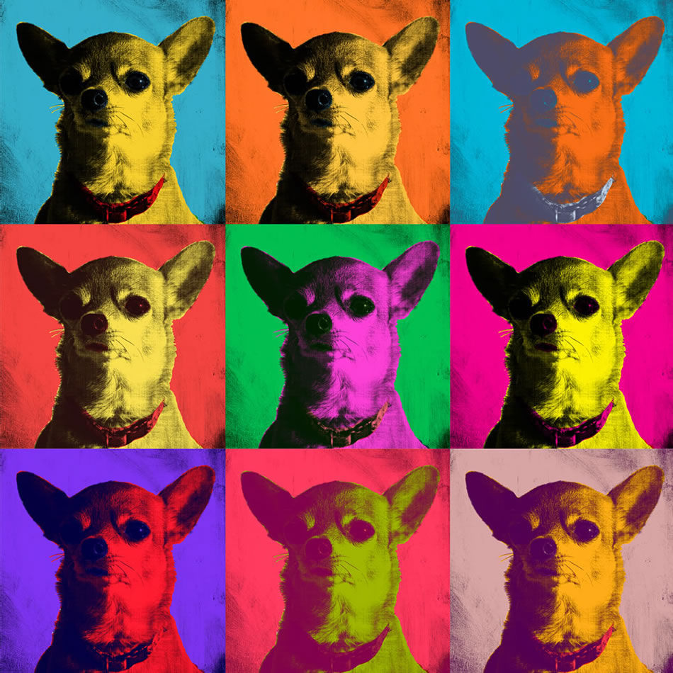 Dogs Pop Art. Chihuahua.
